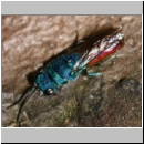 Chrysis ignita - Goldwespe 05b.jpg